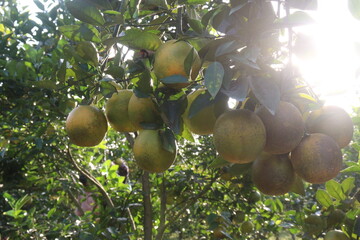 Citrus fruits on tree in farm