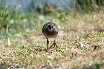 Gallinula chloropus in a public