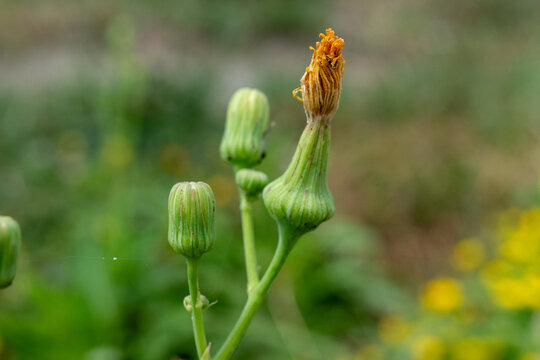 sonchus asper
