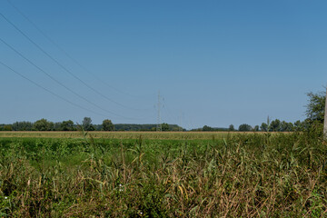Corn field