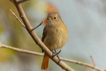 短い枝を見つめる雌のジョウビタキ
