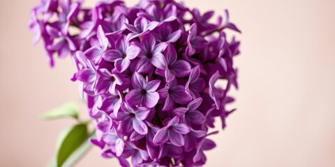 Fototapeta premium A close-up view of a vibrant purple lilac blossom, showcasing the intricate details of its delicate petals and soft texture against a pale background.