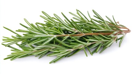 Fototapeta premium Medicinal properties of fresh rosemary green leaves for herbal remedies and culinary uses
