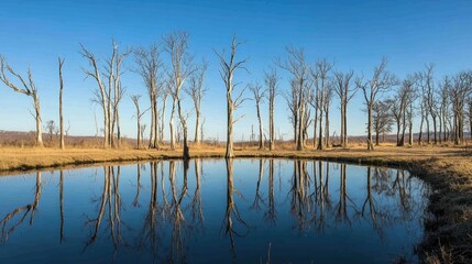 Winter morning serenity with bare trees reflected in calm lake under blue sky in nature reserve showcasing tranquil landscape beauty.