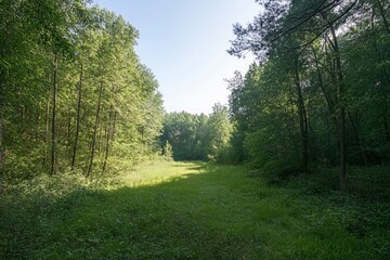 Obraz premium Serene Forest Pathway: Lush Green Meadow and Sunlight-Drenched Trees