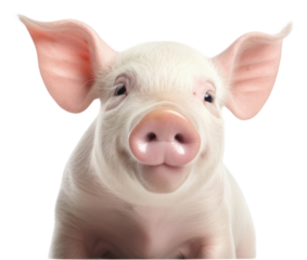 PNG Smiling pig animal mammal
