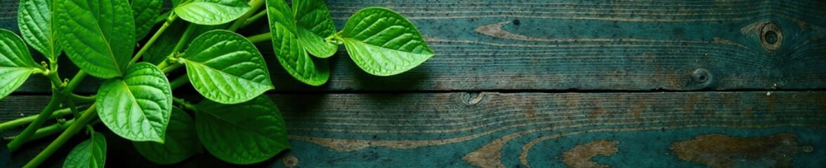 Flat lay of dark green cichorium intybus leaves on a wooden background, botanical leaves, flat lay