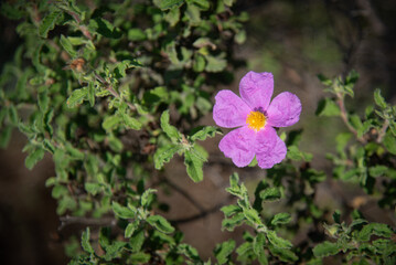 Grey-leaved cistus showing its purple flower with yellow stamen