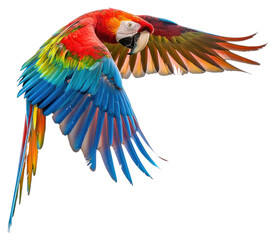 Obraz premium PNG Macaw flying parrot bird photography.
