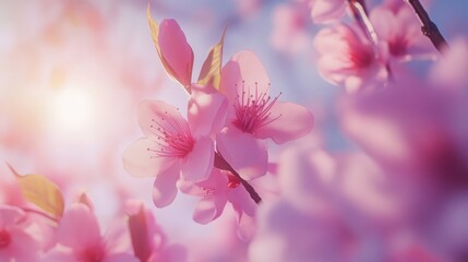 Fototapeta premium Cherry blossoms in full bloom under soft sunlight showcasing the beauty of spring nature and vibrant pink flowers against a serene background