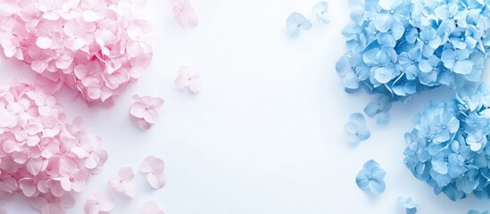 Obraz premium Pastel pink and blue hydrangea flowers arranged on a white background Ideal for greeting cards and floral design themes