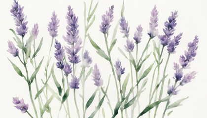Naklejka premium Lavender flowers in a watercolor style on a white background with soft tones and copy space