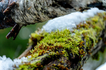 Moss, tree, snow