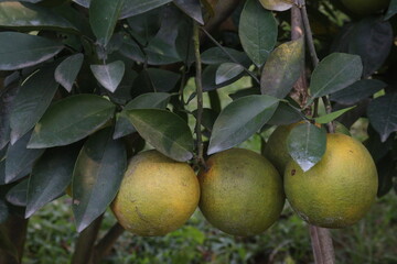 Citrus fruits on tree in farm
