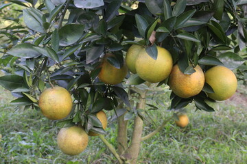 Citrus fruits on tree in farm