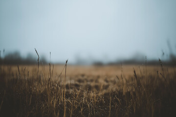 Fototapeta premium Grainy photograph of grass in the distance, blurry background, minimalistic, monochrome, dark gray sky, muted colors