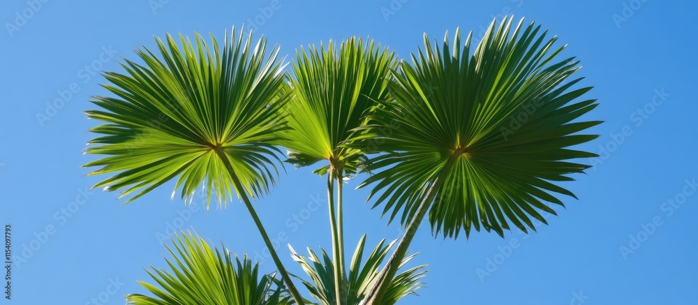 Poster lush palm tree leaves against a vibrant blue sky creating a tropical and serene atmosphere for natur