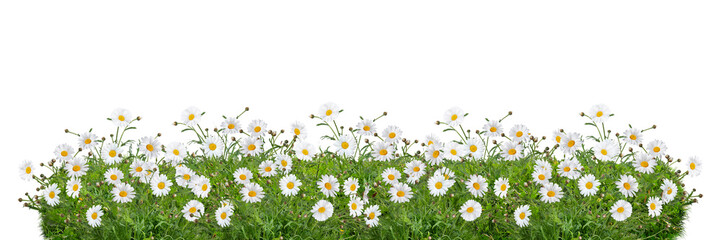 Spring flower border png sticker, transparent background