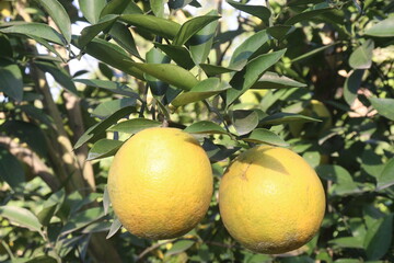 Citrus fruits on tree in farm