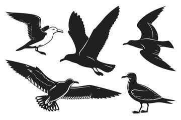set of birds