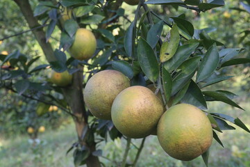 Citrus fruits on tree in farm