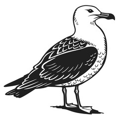 hand drawn illustration of a bird