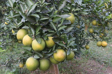Citrus fruits on tree in farm