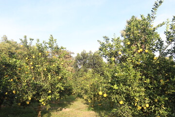 Fototapeta premium Citrus fruits on tree in farm