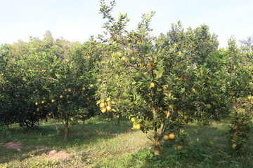 Citrus fruits on tree in farm