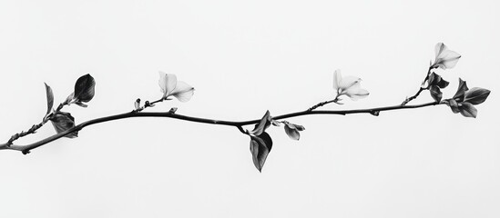 Elegant monochrome orchid branch with delicate flowers and leaves on a minimalistic white background showcasing natural beauty and simplicity.
