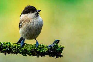 Marsh tit sits with head raised on a mossy branch. The head feathers are raised.