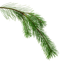 Spruce, fir or pine tree branch ,needles. Fresh forest coniferous sprig. Fluffy twig of winter plant.on transparent, png