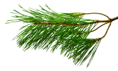 Branches of fragrant pine, isolated on white background without shadow. Close-up.
