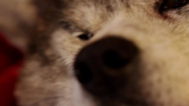 vid&eacute;o avec un gros plan sur un &oelig;il d'une chienne akita paisiblement install&eacute; dans les bras de sa maitresse