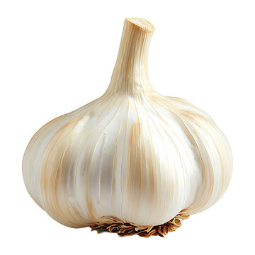 A single garlic isolated on transparent background
