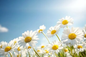 Bright Daisies Bloom Under a Sunny Sky in a Vibrant Field, Creating a Picturesque Spring Landscape