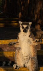lemur