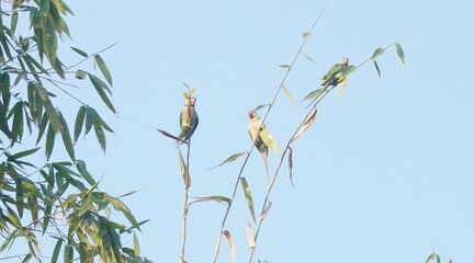 the parrot : A vibrant parrot perched on a branch, showcasing colorful feathers, detailed textures, and a tropical background, exuding exotic charm.