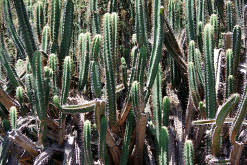 Forest of tall cactus plants
