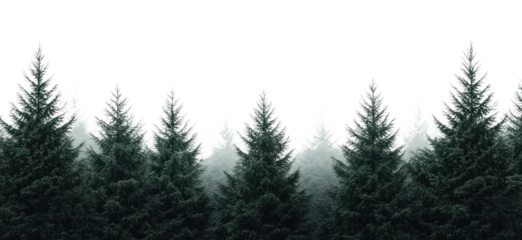 PNG Forest nature trees pine.