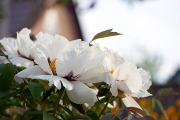 Peony flower. large white flowers with green leaves. delicate white peony flowers with yellow pollen inside, blooming in the garden. beautiful multi-colored peony, macro close-up background