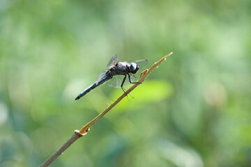 Orthetrum cancellatum. Aeshna cyanea. Anax imperator. big dragonfly sitting on a branch. the insect by the river. macro nature. beautiful dragonfly, small predator. natural background. by the pond