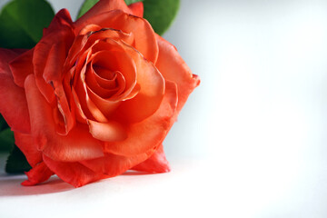 Blooming rose, soft pink flower isolated on white. delicate beautiful rose flower. close-up, space for text. background, screensaver, wallpaper. holiday, valentine's day, mother's day, women's day