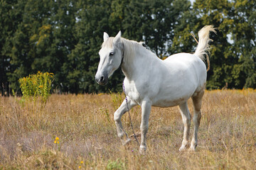 beautiful white horse on dry grass in the field. Arabian horse, white horse stands in an...