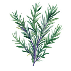 Fototapeta premium Rosemary herb plant watercolor illustration isolated on a clean white canvas.