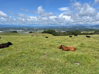 cows on a meadow