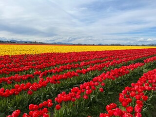 field of tulips