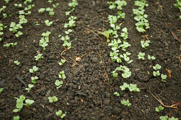 Fresh radish young growing germination seeds plant spring sprouts Raphanus raphanistrum sprout grows ground bio farmer farming agricultural farm garden, organically grown edible root vegetable Europe