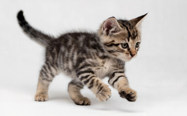 A young kitten, possibly a few weeks old, in mid-stride. It has a striped fur pattern, predominantly in shades of brown and gray. 
