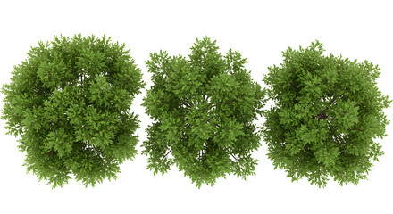 tree top view isolated on white background for landscape plan and architecture layout. elements for environment and garden
